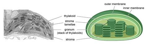 Chloroplast Function and Structure - Solar Panels - Rs' Science