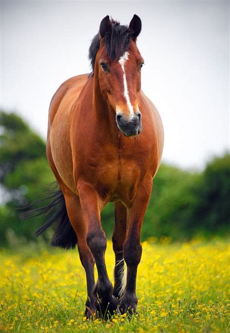 5 Common Horse Coat Colors - saddleupcolorado