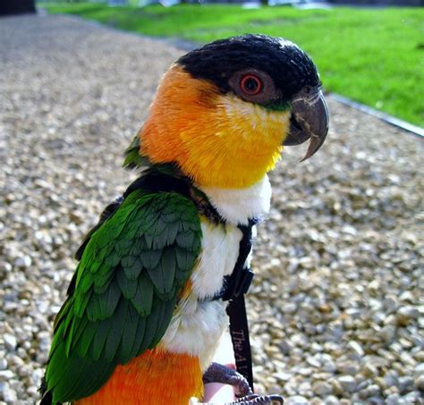 Caique in a harness enjoying the Spring weather. | Pet birds, Cute birds, Caique parrot