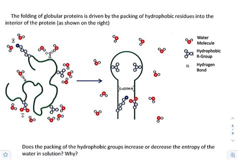 Solved The folding of globular proteins is driven by the | Chegg.com