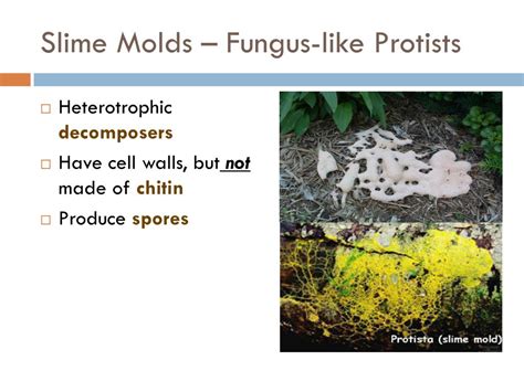 PPT - Kingdom Protista PowerPoint Presentation, free download - ID:2100497