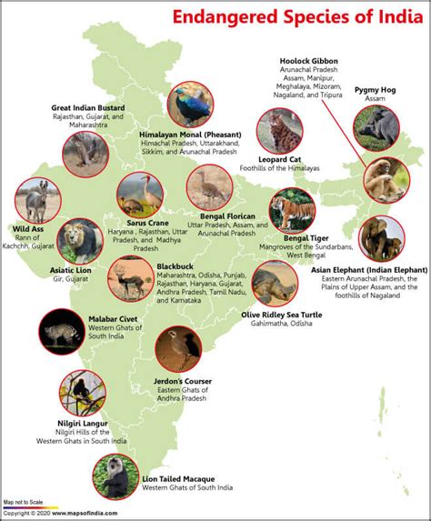 Top 165 + Endangered animals in india chart - Inoticia.net
