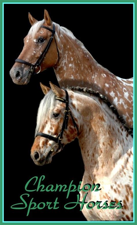 17 Best images about Appaloosa Friesian on Pinterest | A well ...