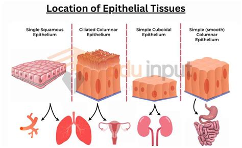 Epithelial Tissues-Structure, Types, And Functions