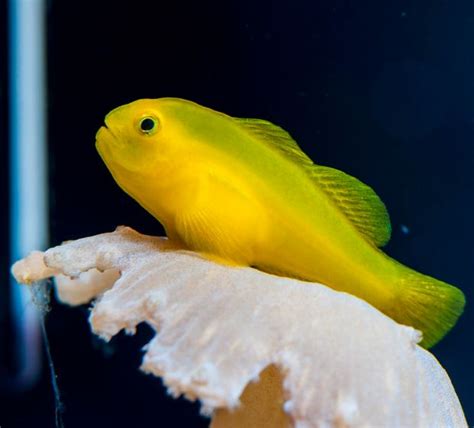 Yellow Clown Goby - Reef Casa