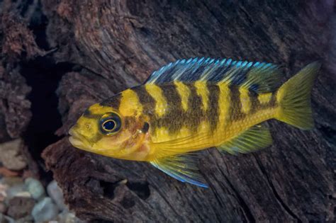 Oscars and Cichlids: Can They Live Harmoniously Together?