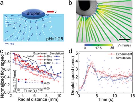 Marangoni flow and droplet speed. a) Schematic for the droplet swimmer... | Download Scientific ...