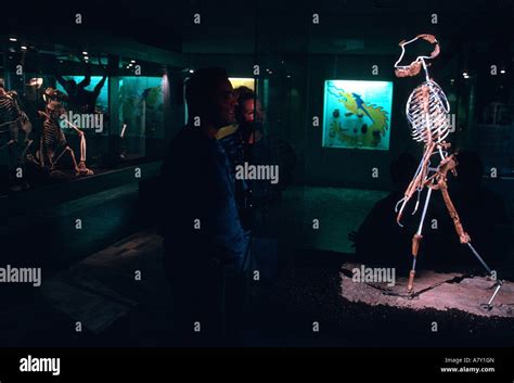 Lucy skeleton hi-res stock photography and images - Alamy