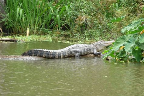 Honey Island Swamp Boat Tour 2024 - New Orleans