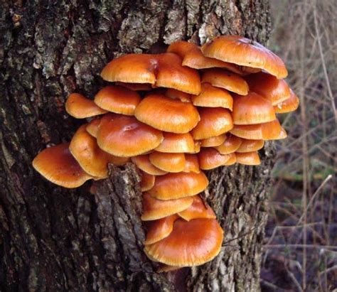 Plant Life: Basidiomycetes