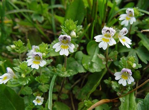 Euphrasia Officinalis – NutraWiki