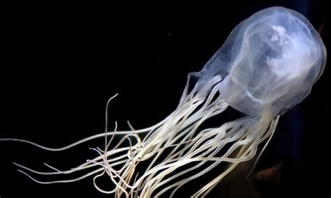 Box Jellyfish Size, Habitat, Venom, Facts Britannica, 50% OFF