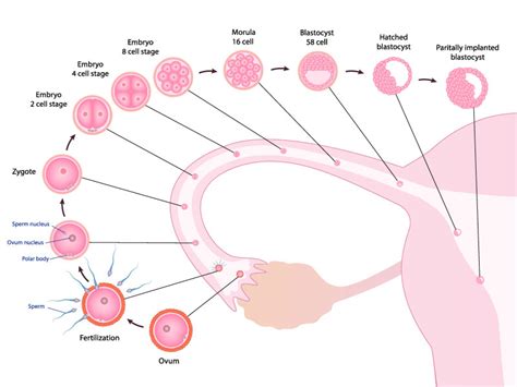 Implantation Signs and Symptoms