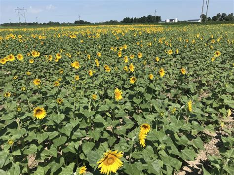 Sunflower Festival – Stuckey Farm