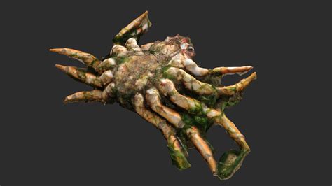 Dead Crab 2 model - TurboSquid 1786414