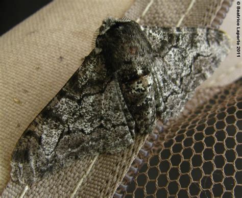 Pepper and Salt Geometer Biston betularia Linnaeus, 1758 | Butterflies ...