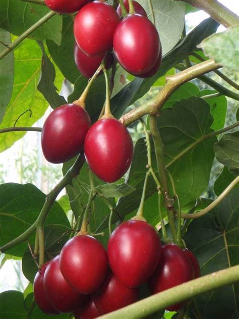 Tips for getting 20kg of tamarillos per tree - thisNZlife