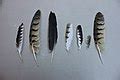 Category:Corvidae feathers - Wikimedia Commons