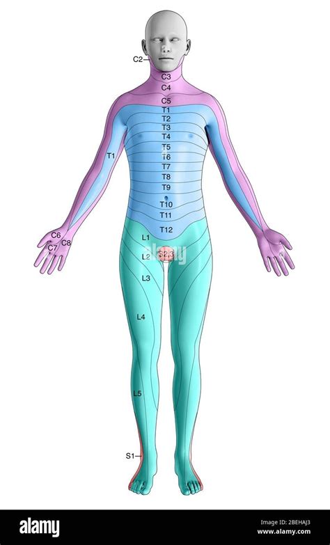 Thoracic Dermatomes Hi Res Stock Photography And Images Alamy ...