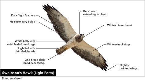 Sample Lesson: Hawk and Raptor Identification | Bird Academy • The ...