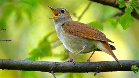 Bird sounds – Common nightingale (Luscinia megarhynchos) - YouTube