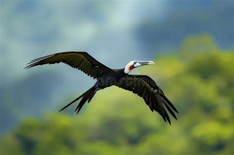 The Magnificent Frigatebird in Flight is a Spectacle of Elegance and Grace Stock Illustration ...