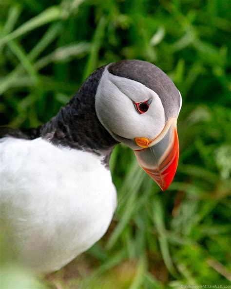 Puffins in Iceland: A Guide to Where to See Puffins in Iceland | Iceland, Bird photography, Cool ...