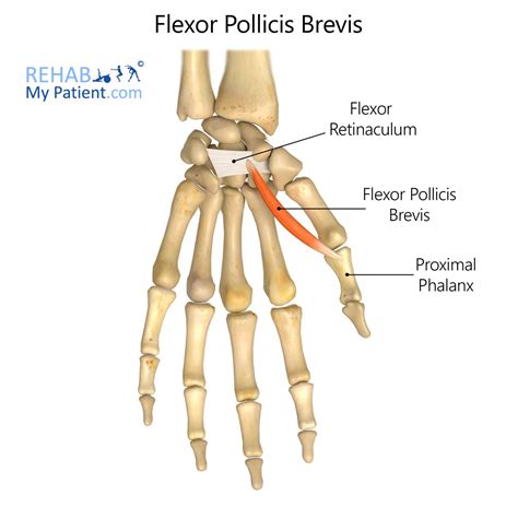 Flexor Pollicis Brevis | Rehab My Patient