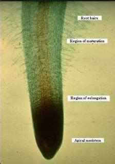 Main Function of Apical Meristem - Education Blog For Everyone