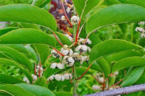 Kiwi Male Flower on Tree. Kiwifruit Actinidia Stock Image - Image of cultivated, angiosperm ...