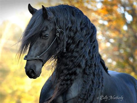 Is This The Most Beautiful Horse In The World? | Bored Panda