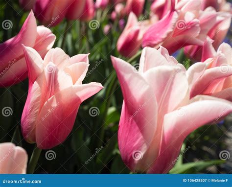 Pale Pink and White Tulips stock image. Image of beautiful - 106428507