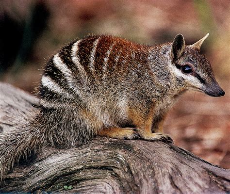 The Numbat | Amazing Creature | The Wildlife