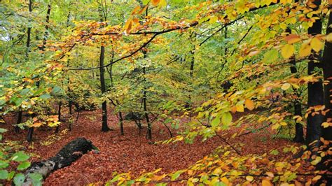 Epping Forest Walks - A Splendid Getaway From London For Hikes