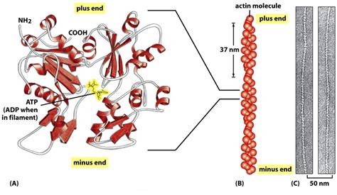 2: The structure of an actin monomer and actin filament. (A) The actin... | Download Scientific ...