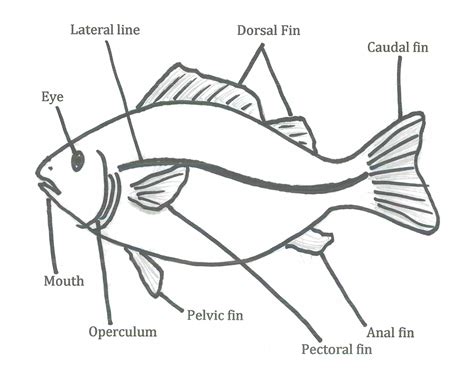 A Labelled Diagram Of A Fish