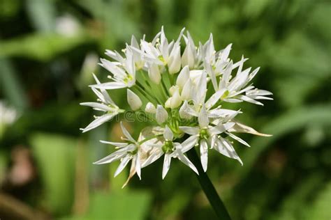 Ramson Flower Allium Ursinum Stock Image - Image of inflorescence ...