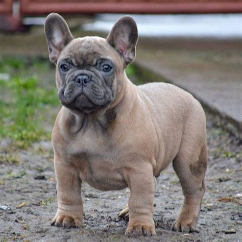 28 Blue Fawn Lilac French Bulldog Stock – Pet My Favourite