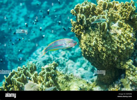 Red sea coral reef fish Stock Photo - Alamy