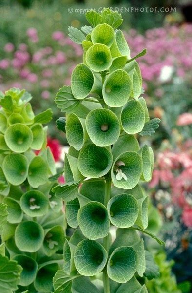 35 best images about Green Flowers on Pinterest | Green, Green rose and Lime green weddings