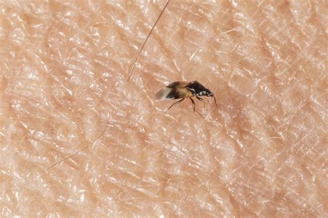 Little Black Bug...BIG Bite | Purdue University Pest&Crop nyhetsbrev | Below Zero