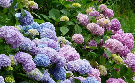 Dammann's Garden Company – HOW TO TURN YOUR HYDRANGEAS BLUE