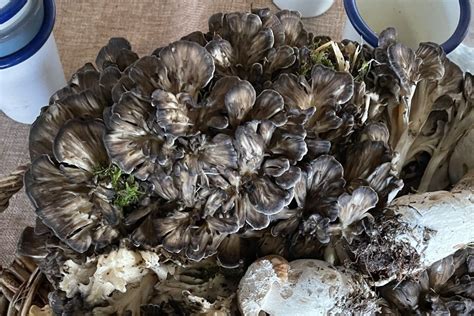 Hen of the Woods – Identification, Edibility, Distribution, Medicinal ...