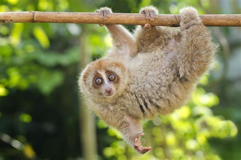 Bengal Slow Loris - India's Unseen Primate