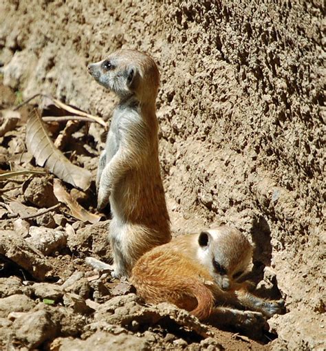 20 Pictures of Adorable and Cute Baby Meerkats – Furry Talk