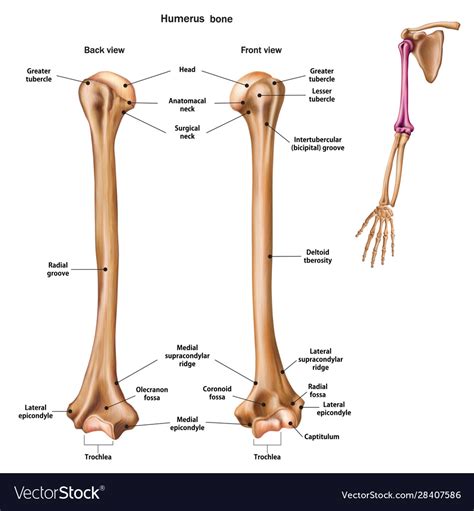 Structure humerus bone with name Royalty Free Vector Image