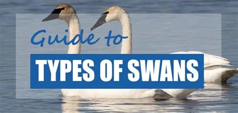 7 Swan Species & Swan Types (How to Identify) - Pond Informer