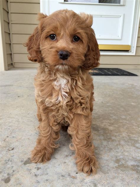 Red Cockapoo puppy. 8 weeks old! | Cocker spaniel poodle, Puppies, Cute puppies