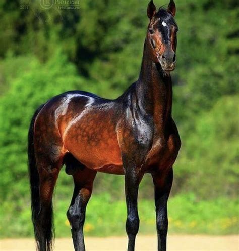 The most beautiful horse breed in the world is probably this glittering ...