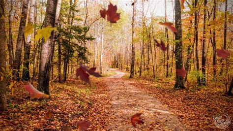 Chippewa National Forest in fall : r/bemidji